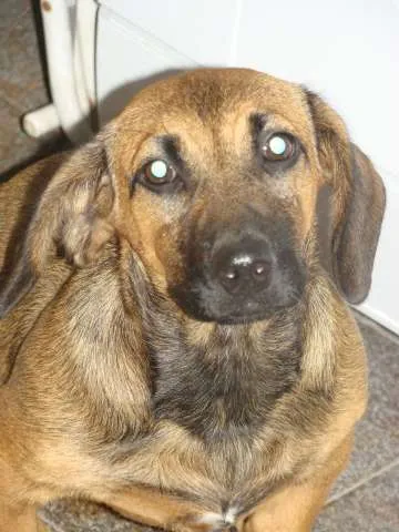 Cachorro ra a SRD idade 2 a 6 meses nome Pandora