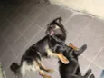 Fumaça