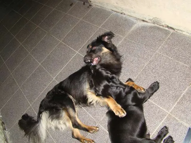 Cachorro ra a SRD idade Abaixo de 2 meses nome Fumaça