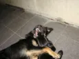 Fumaça