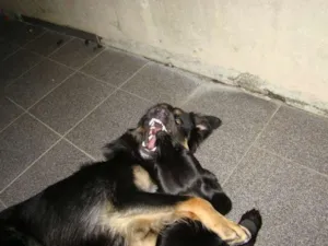 Cachorro raça SRD idade Abaixo de 2 meses nome Fumaça