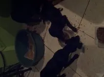 Cachorro ra a SRD idade 2 a 6 meses nome sem nome