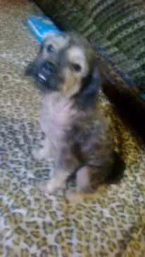 Cachorro ra a Lhasa Apso idade 2 anos nome Nina