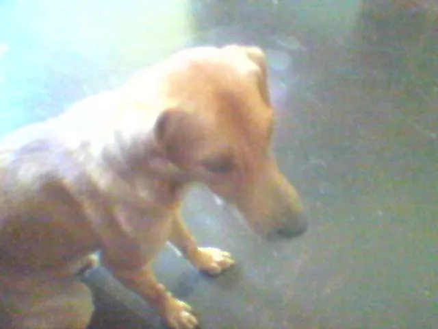Cachorro ra a Vira lata idade 7 a 11 meses nome Mamilo