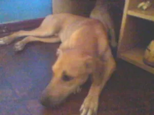 Cachorro raça vira lata idade 7 a 11 meses nome Marley