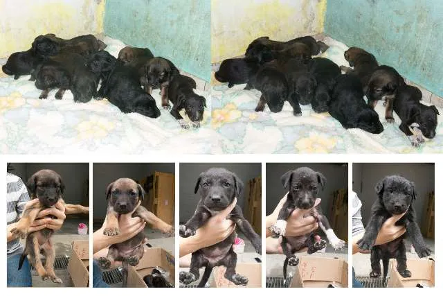 Cachorro ra a SRD idade Abaixo de 2 meses nome Preta e Filhotes