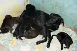 Cachorro raça SRD idade Abaixo de 2 meses nome Preta e Filhotes