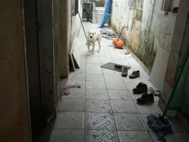 Cachorro ra a Pit-Bull idade 4 anos nome SCOOB