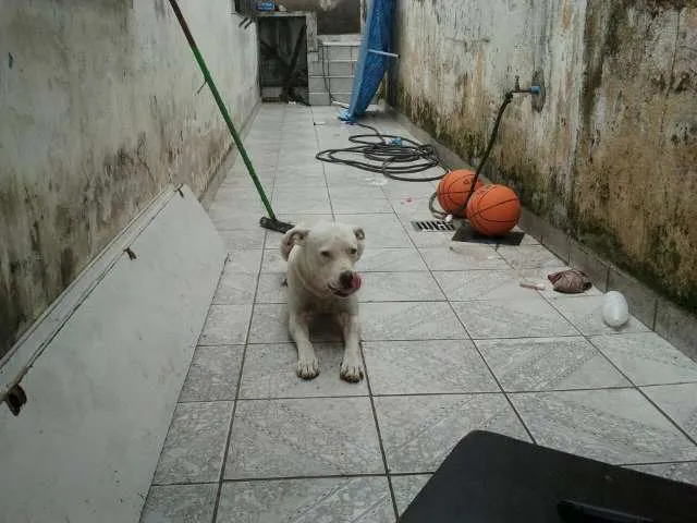 Cachorro ra a Pit-Bull idade 4 anos nome SCOOB