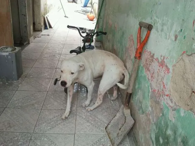 Cachorro ra a Pit-Bull idade 4 anos nome SCOOB