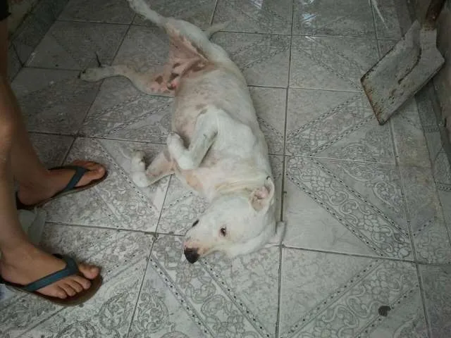 Cachorro ra a Pit-Bull idade 4 anos nome SCOOB