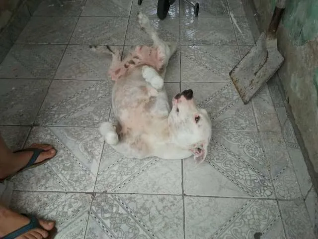 Cachorro ra a Pit-Bull idade 4 anos nome SCOOB