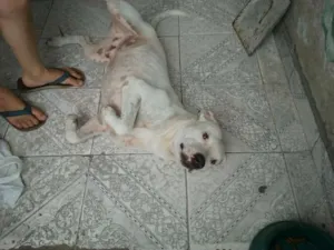 Cachorro raça Pit-Bull idade 4 anos nome SCOOB