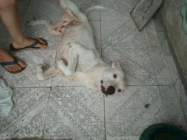 Cachorro ra a Pit-Bull idade 4 anos nome SCOOB