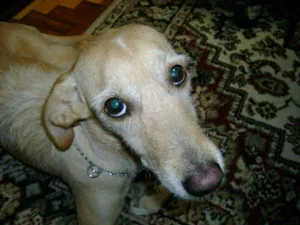 Cachorro raça SRD idade 6 ou mais anos nome Laika GRATIFICA