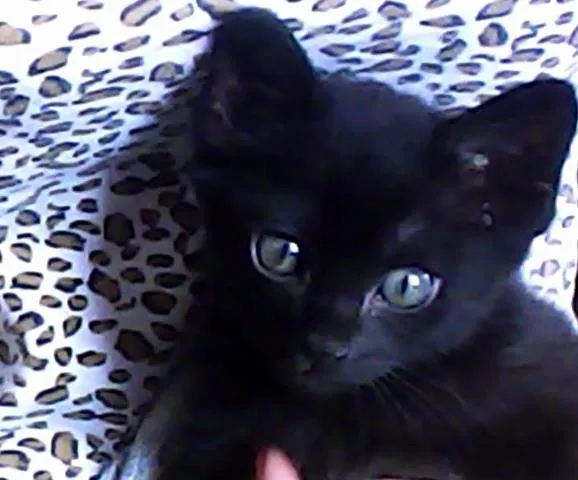 Gato ra a Sem definição idade Abaixo de 2 meses nome Gwen