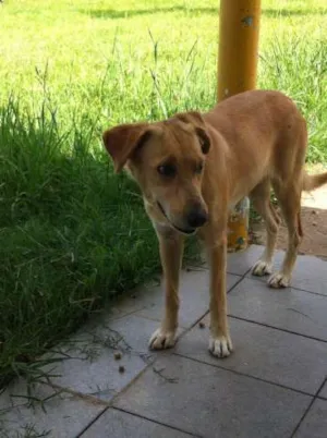 Cachorro raça SDR idade 2 anos nome Mel