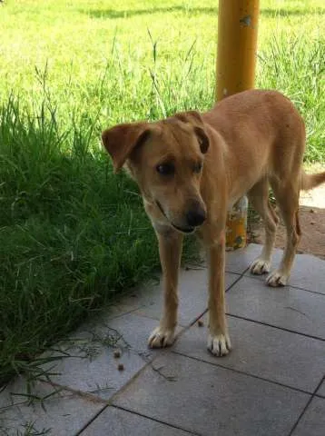 Cachorro ra a SDR idade 2 anos nome Mel