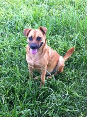 Cachorro ra a SRD idade 4 anos nome Frida