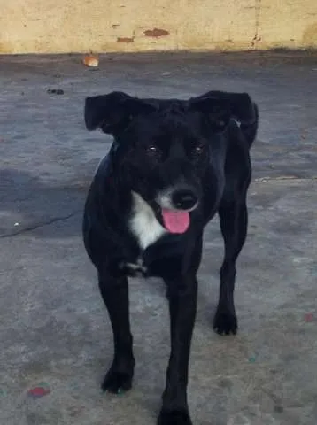 Cachorro ra a SRD idade 2 anos nome Pretinho