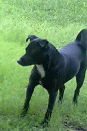 Cachorro raça SRD idade 2 anos nome Pretinho