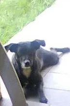 Cachorro ra a SRD idade 2 anos nome Pretinho