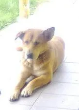 Cachorro ra a SRD idade 6 ou mais anos nome Lobo