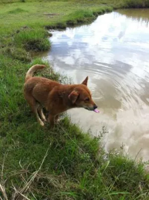 Cachorro raça SRD idade 6 ou mais anos nome Lobo