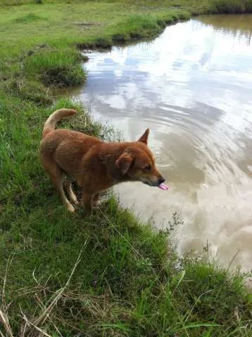 Cachorro ra a SRD idade 6 ou mais anos nome Lobo