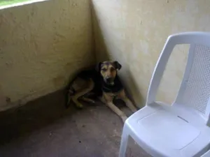 Cachorro raça SRD idade 6 ou mais anos nome Nina