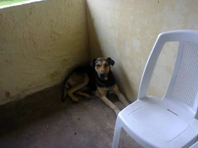 Cachorro ra a SRD idade 6 ou mais anos nome Nina