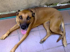 Cachorro raça SRD idade 4 anos nome Nina