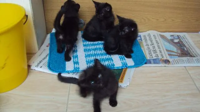 Gato ra a viralata idade Abaixo de 2 meses nome não possuem