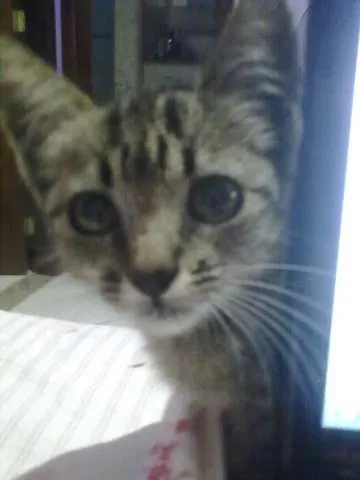 Gato ra a SRD idade Abaixo de 2 meses nome Marie