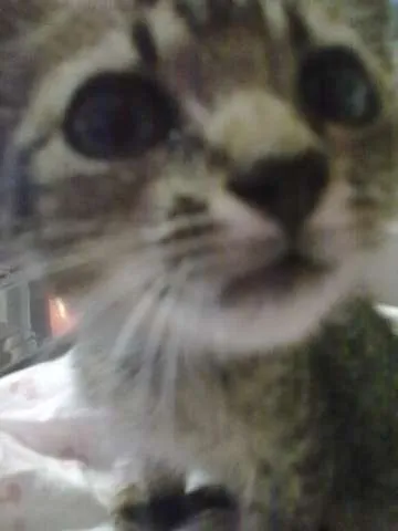 Gato ra a SRD idade Abaixo de 2 meses nome Marie