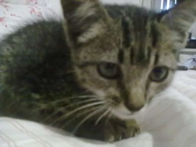 Gato ra a SRD idade Abaixo de 2 meses nome Marie