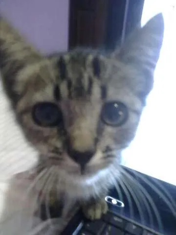 Gato ra a SRD idade Abaixo de 2 meses nome Marie