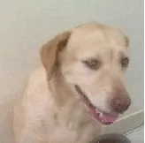Cachorro ra a Labrador idade 6 ou mais anos nome Pandora GRATIFICA