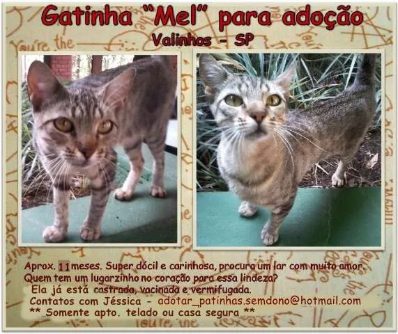 Gato ra a SRD idade 7 a 11 meses nome Mel