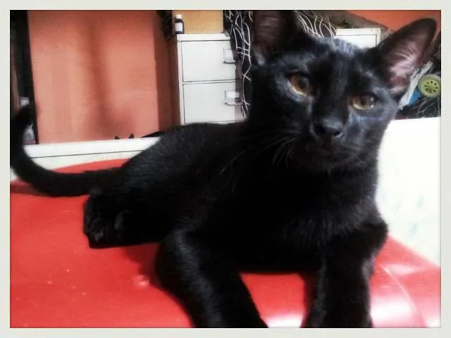 Gato ra a SRD idade 2 a 6 meses nome Nene