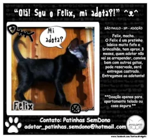 Gato raça SRD idade 2 a 6 meses nome Felix