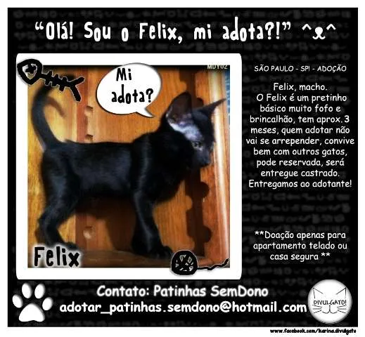 Gato ra a SRD idade 2 a 6 meses nome Felix
