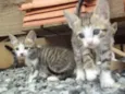 Gatinhas