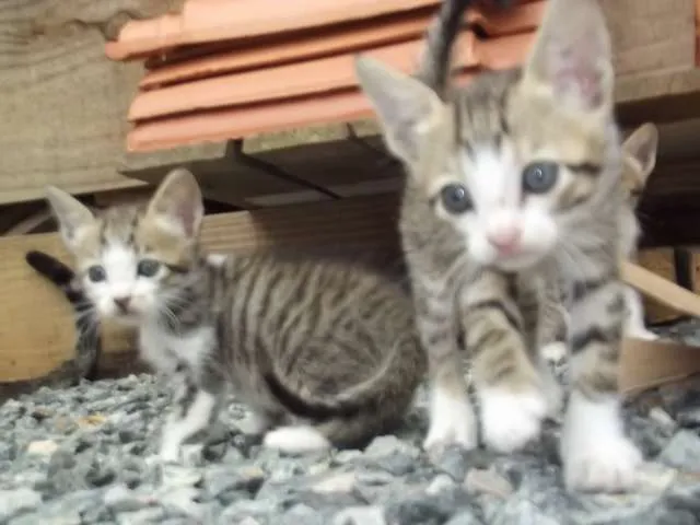 Gato ra a  idade Abaixo de 2 meses nome Gatinhas