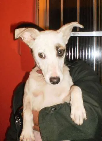 Cachorro ra a SRD idade 2 a 6 meses nome princesa