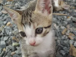 Gato raça  idade Abaixo de 2 meses nome Gatinhas