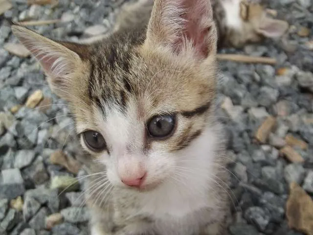 Gato ra a  idade Abaixo de 2 meses nome Gatinhas