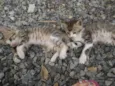 Gatinhas