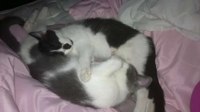 Gato ra a SRD idade 2 a 6 meses nome Panda