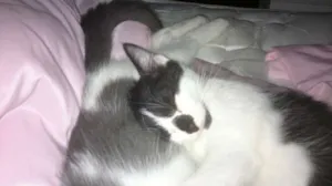Gato raça SRD idade 2 a 6 meses nome Panda